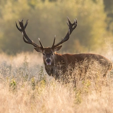 grass, deer, horns