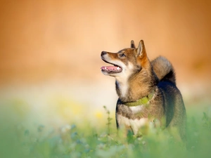 dog, dog-collar, grass, Shiba inu