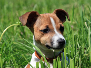 Jack Russel Terrier, grass