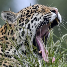 grass, yawning, Jaguar