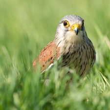 grass, Bird, kestrel