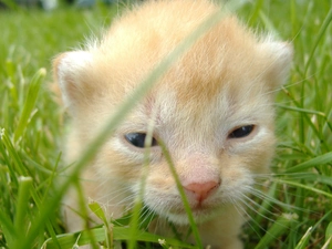 grass, small, kitten