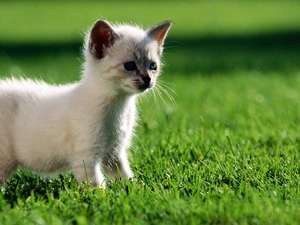 grass, small, kitten