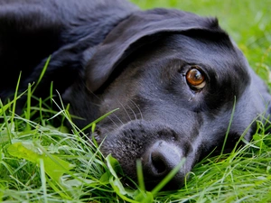 Black, grass, Labrador Retriever, dog