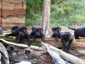 puppies, grass, Labradors Retrievers, Logs