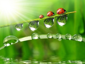 ladybugs, drops, water, grass