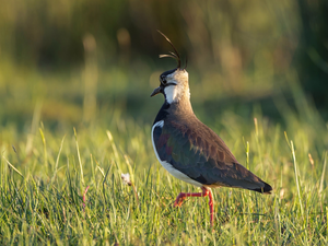 grass, Bird, lapwing