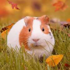 Leaf, guinea pig, grass