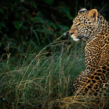 grass, sitter, Leopards