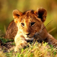 grass, young, lion