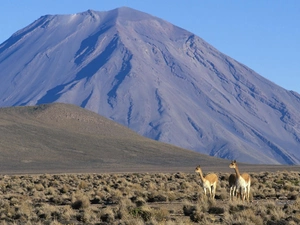 grass, volcano, llama
