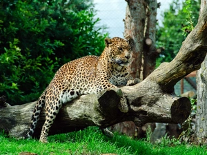 grass, Jaguar, Logs