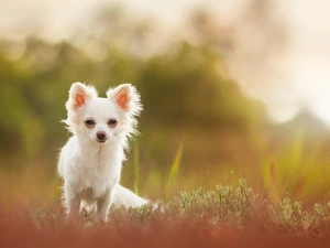 Long-haired Chihuahua, grass