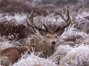lying, frosty, grass, deer