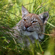 grass, Head, Lynx