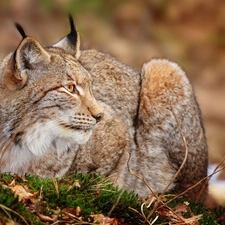 Lynx, grass