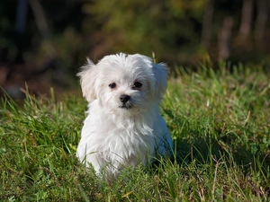 grass, puppie, Maltese