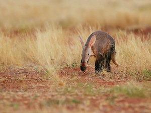 grass, anteater, Meadow