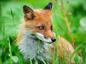 grass, Fox, Meadow