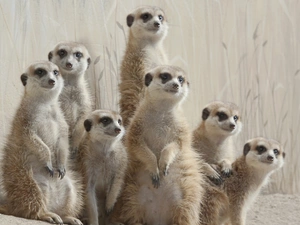 grass, Family, meerkats