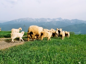 grass, Sheep, Mountains