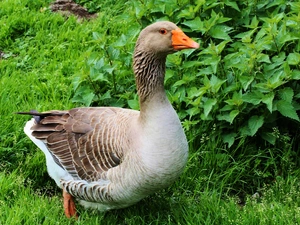 grass, goose, nettle