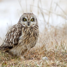 grass, owl, Owl