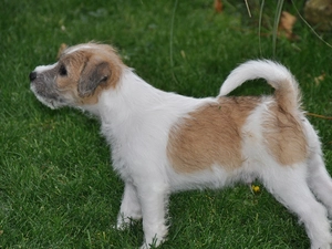 Parson Russell Terrier, grass