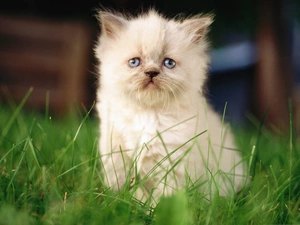 grass, kitten, persian