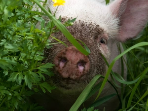 grass, muzzle, Piggs