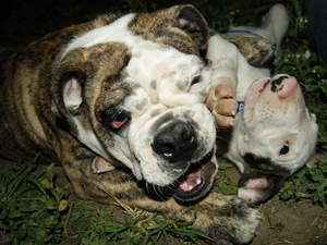 play, English Bulldog, grass