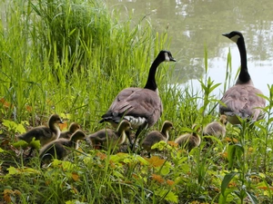 goose, grass, Pond - car, Family
