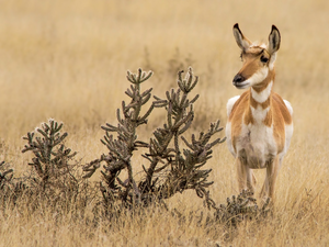 savanna, grass, Pronghorn, plant, Antelope
