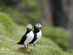grass, birds, Puffins