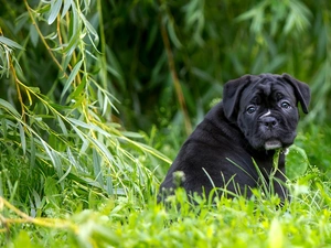 grass, Black, Puppy