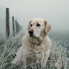 Golden Retriever, frosted, grass, Fance