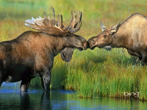 grass, elks, River