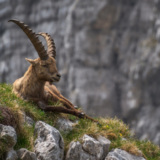 grass, ibex, Rocks