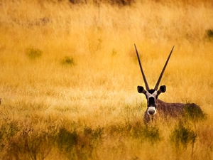 grass, Antelope, savanna