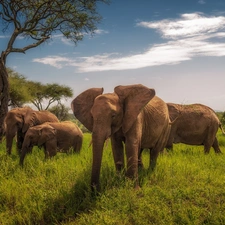 viewes, grass, savanna, trees, Elephants