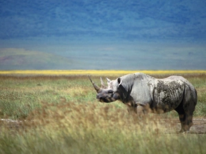 grass, Rhino, savanna