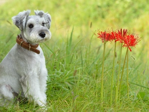 grass, doggy, Schnauzer