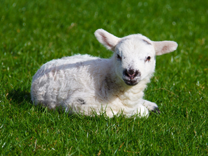 grass, small, sheep