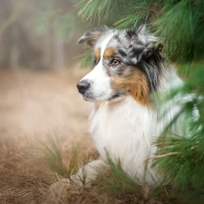 Australian Shepherd, conifer, grass, trees