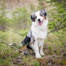 trees, Australian Shepherd, Twigs, forest, dog, viewes, grass