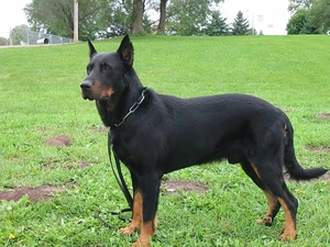 Shepherd French Beauceron, grass