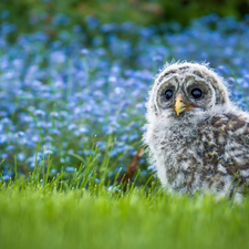 small, Owl, grass, owl