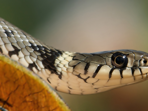 Grass Snake, Snake