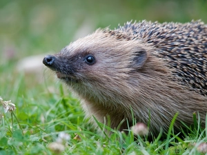 grass, hedgehog, Sniff