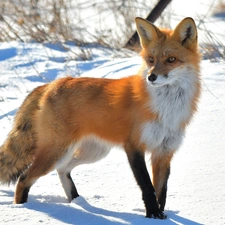 grass, Fox, snow